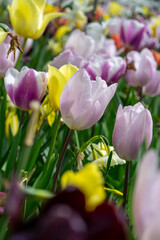 tulips in the garden