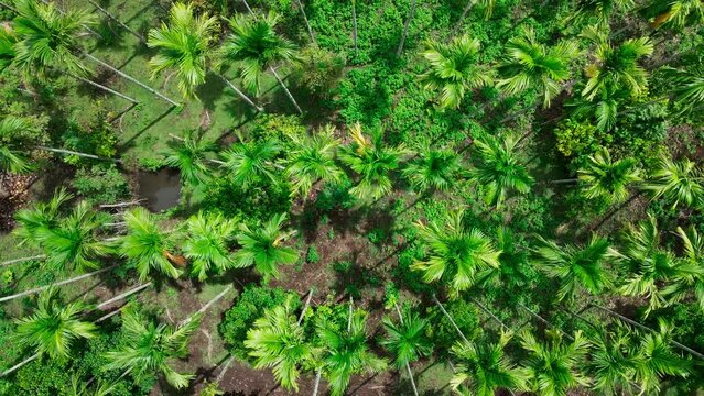 Aerial view of betel nuts or areca nuts plantation in Indonesia