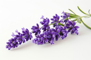 Fototapeta premium A single lavender sprig with purple flowers, isolated on a white background