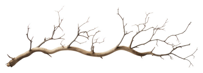 Obraz premium PNG Plant tree tranquility driftwood.