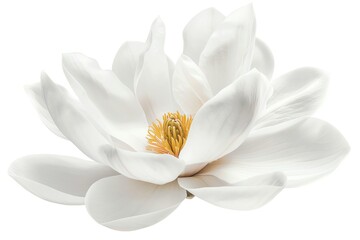 A blooming magnolia with large white petals, isolated on a white background
