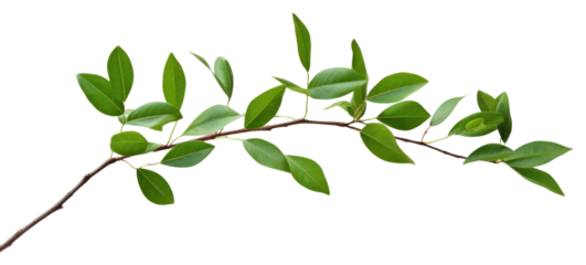 PNG Plant green leaf tree.