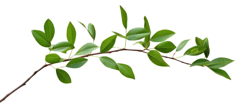 Fototapeta PNG Plant green leaf tree.