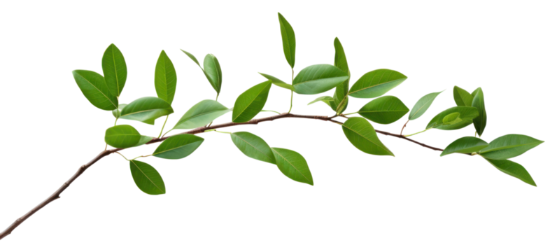 PNG Plant green leaf tree.