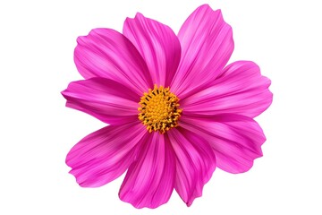 A vibrant cosmos with pink petals and a yellow center, isolated on a white background
