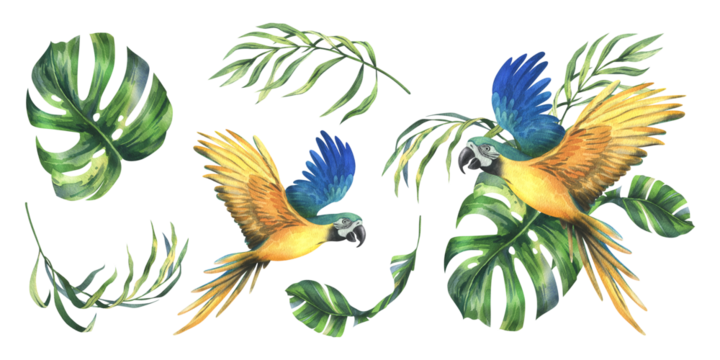 Tropical palm leaves, monstera and flowers of plumeria, hibiscus, bright juicy with blue-yellow macaw parrot. Hand drawn watercolor botanical illustration. Set of elements isolated from background