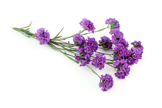 A single statice with clusters of purple papery flowers, isolated on a white background