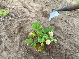 Weeding strawberry plants with a hoe. Taking care of strawberry plants. Removing weeds from the...