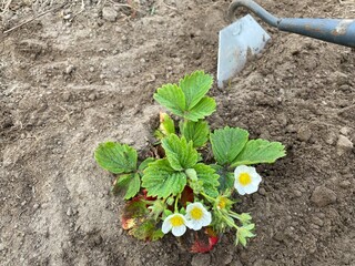 Weeding strawberry plants with a hoe. Taking care of strawberry plants. Removing weeds from the...