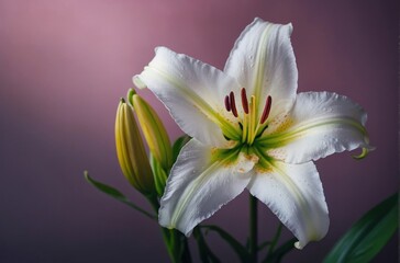 white lily