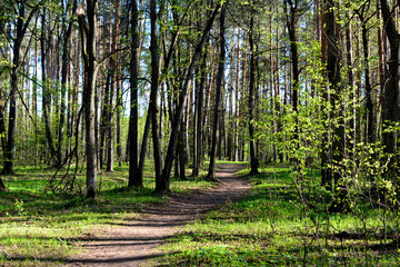 a path through a forest with tree trunks and sunlight