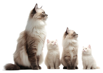 Fototapeta premium PNG Mammal animal kitten pet.