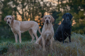 two dogs playing