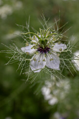 Nigella sativa flower