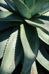 close up of an aloe vera plant