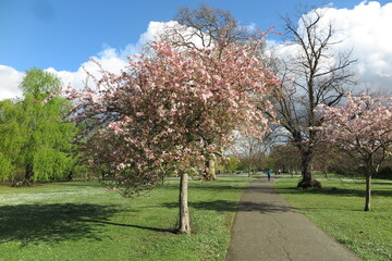 Blossom in spring