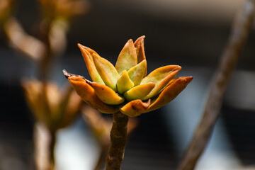 Close up of Sedum adolphi Blazing Succulents 