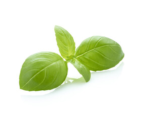 Basil green leaves isolated on white background