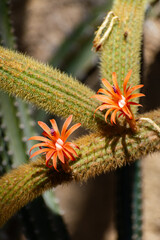two orange flowers on a cactus 