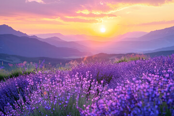 Obraz premium Big lavender field on sunset background