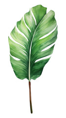 Fototapeta premium PNG Plant leaf white background xanthosoma.