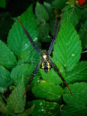 Argiope anasuja is a species of orb-weaver spider (family Araneidae). Spider on its web against a background of leaves
