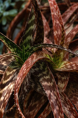 Unique red and green aloe 