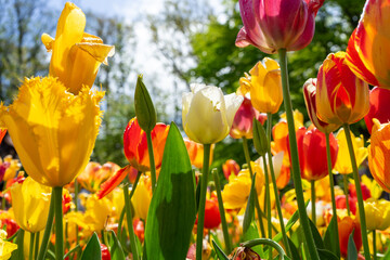 yellow and red tulips in spring
