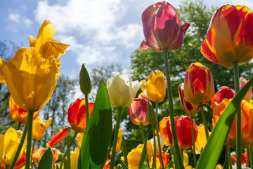 yellow and red tulips against sky