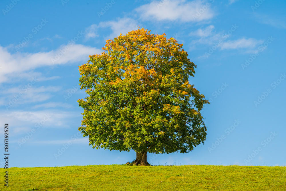 Poster single big tree on the top of an hill at autumn