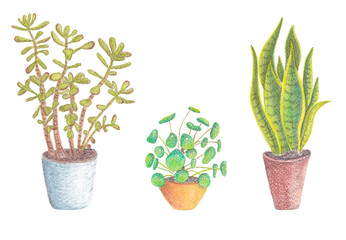 Jade plant, Chinese money plant and Snake plant, houseplants, hand painted watercolor illustration on white background