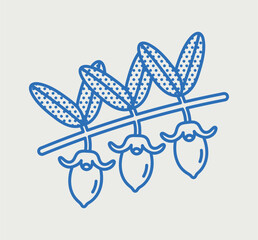Jojoba branch with fruit. Line art, retro. Plants and herbs for cosmetics.