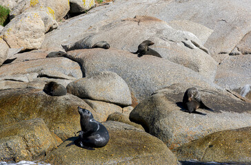 Seals outdoors sunbathing on a small island in Victor Harbor, Australia.