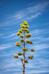 agave flowers against a stunning blue sky