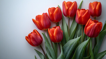 flowers of tulips and aspidistra on white background