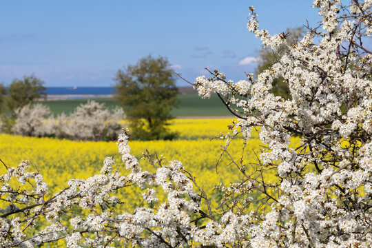 Bl&uuml;ten der Schlehe (Prunus spinosa, sloe, blackthorn), dahinter ein Rapsfeld bei Heiligenhafen an der Ostsee in Schleswig-Holstein, Deutschland