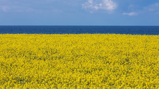 Aufbl&uuml;hendes Rapsfeld  mit der Ostsee am Horizon bei Dazendorf-Gremersdorf  in Schleswig-Holstein, Deutschlandt. Fr&uuml;hling in Norddeutschland.