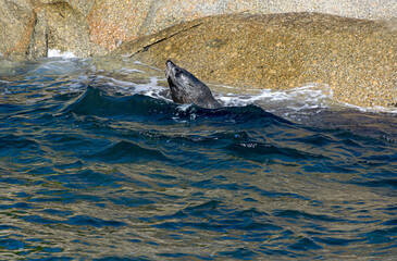 A seal is happily bathing on the beach of a small island in the Indian Ocean.