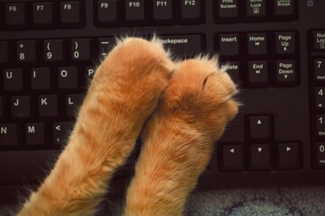 Ginger cat's paws on a black computer keyboard