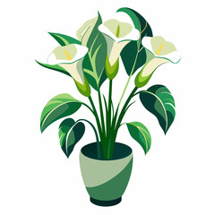 Calla Lilies on the vase vector on white background        