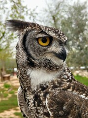 Closeup of a Great Horned Owl with an angry expression on his face.