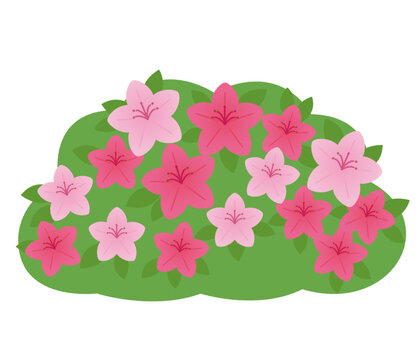 ツツジの花_赤