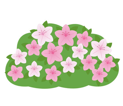 ツツジの花_白