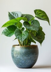 A tree plant with thick, glossy green leaves in a ceramic pot against a neutral background.