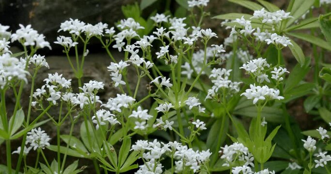 Galium odoratum, sweet woodruff or sweetscented bedstraw swaying in the wind in front of a stone wall. 4k video. Macro lens.