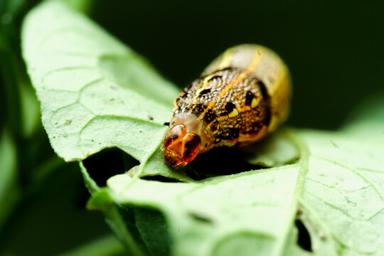 Detailed view of a bagworm moth larvae delicately perched on a leaf. Its body is decorated with vivid patterns that showcase the artistry of nature. Wulai, New Taipei City.
