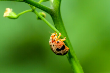 There is an orange and black spotted ladybug (Henosepilachna vigintioctopunctata) on the stem of a...