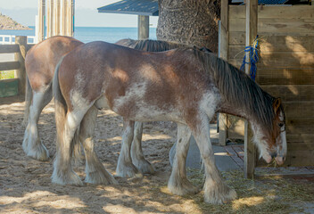 Percheron horses rest and eat grass. 