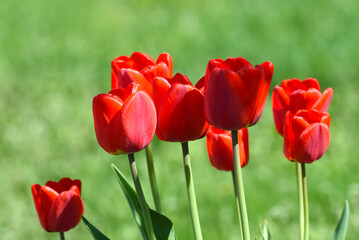 Red tulip flowers on a background of green grass in a spring garden. Red tulip buds on a green background during the day.