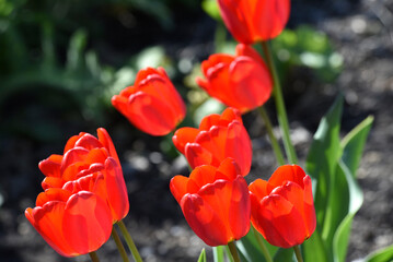 Red tulip flowers on a background of green grass in a spring garden. Red tulip buds on a green background during the day.